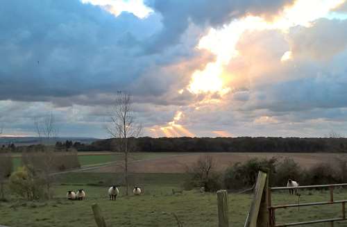 Moutons au mont de la chapelle